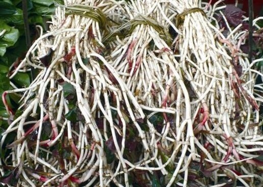 长得河边的它,人称“软耳朵”,有人说恶心,却不知它能“抗癌”