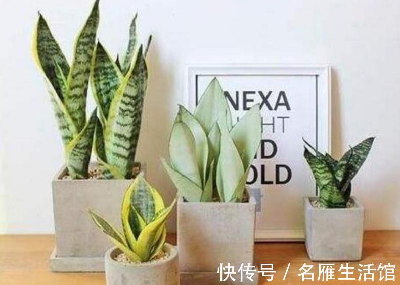 养护虎皮兰|虎皮兰有4怕,及时避开才能长出新芽,叶片挺拔越养越旺