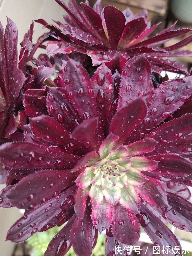 遇见，是一生！遇见多肉，是我的余生和全部！