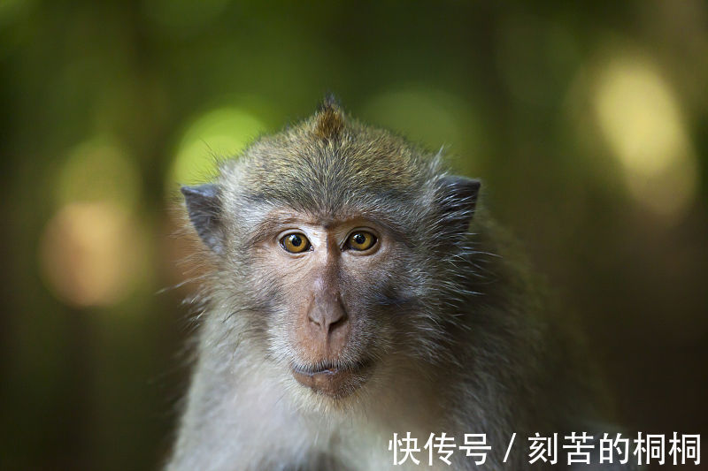 生肖属猴|生肖属猴人，9月得贵人相助，吉星高照，横财遍地