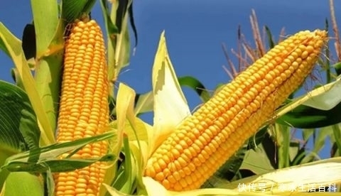  种类|不同种类的玉米哪种好？