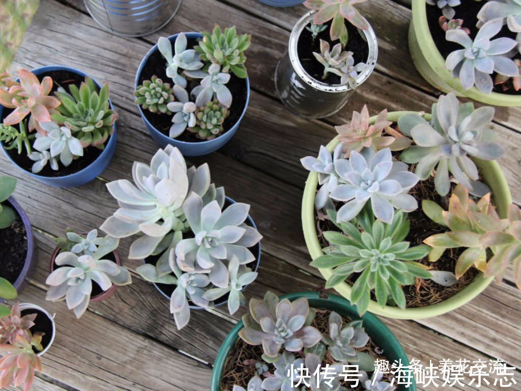 叶片|这三种简单方法可以繁殖多肉植物，叶片、枝条和侧芽都可培育