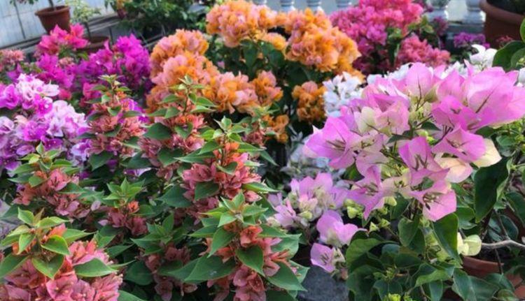 养花|养花就养个花期长的,浇点水晒晒太阳就疯长,对待新手超友好