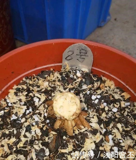 30年的君子兰,长出粗壮大老桩,砍还是不砍!