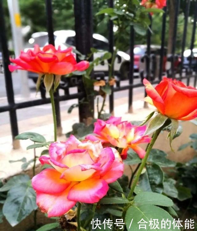 6种花爱吃醋,隔段时间喂口醋,叶子绿油油!