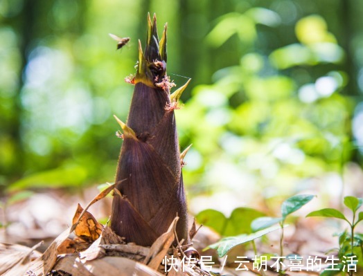 食物|10种食物每天换着吃,平衡血糖及清肝,糖尿病患者食用最佳之选