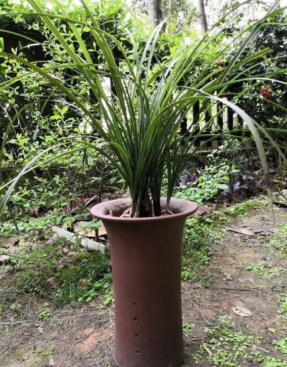 蟹爪兰|长寿花换盆，切忌越换越大，一直用小盆养才好！