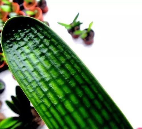 出不来|君子兰“夹箭”严重出不来,小心处理,才能开出花