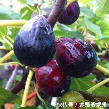 无花果|阳台种“无花果”,注意3个小细节,不掉果,果子多,甜又大!