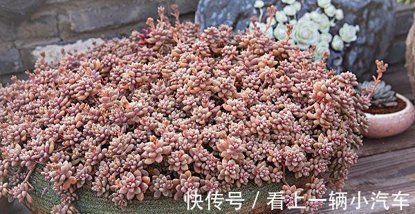 养多肉秋丽,从这4点入手,植株一年四季长新枝,呼呼爆盆