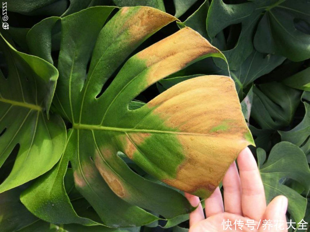 最怕晒的10种花，赶快搬进屋，否则会死掉