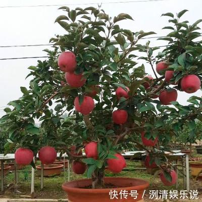 阳台上|阳台也能种果树，植株矮小，年年结果，比雪梨还甜，埋土就活