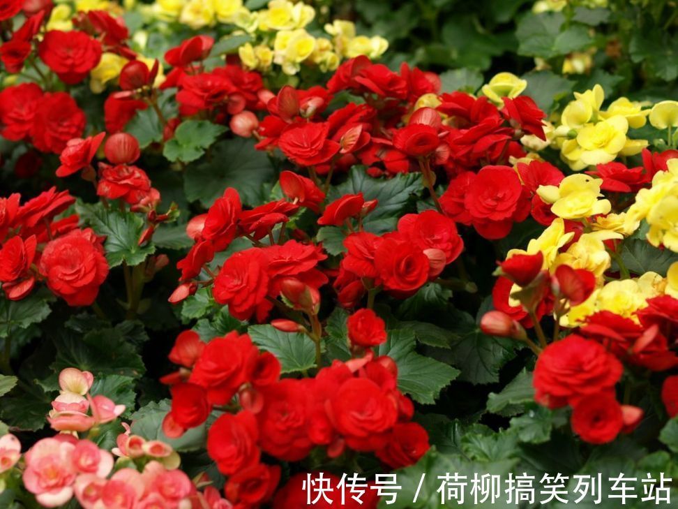 春天买花要谨慎,4种花“夏必死”,新手绕开走,别白花钱