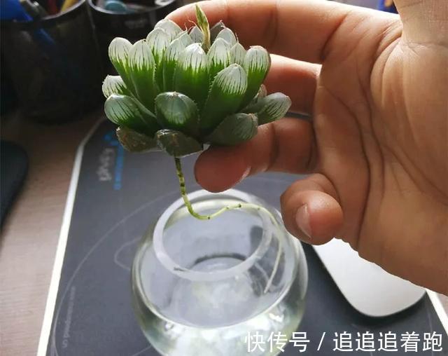 老干妈瓶养多肉，不用土只用水，叶子疯狂吸水3天变胖！