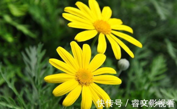 珍珠宝塔|喜欢菊花就选“情人菊”，花姿优美，娇艳动人，花期长适合盆栽养