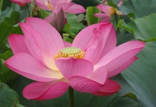 庭院选这几款花，花姿妖娆，花开香飘溢满屋，阳台变温馨花园