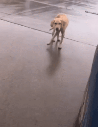 |搞笑GIF:你永远不知道 女生为了减肥对自己有多狠