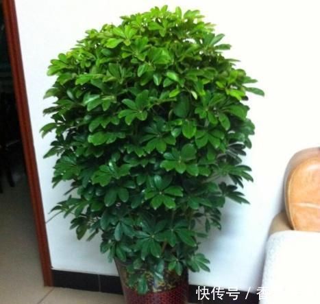 幸福树|这“2种”树,比花卉好养,能够吸“甲醛”,养一盆好处真不少