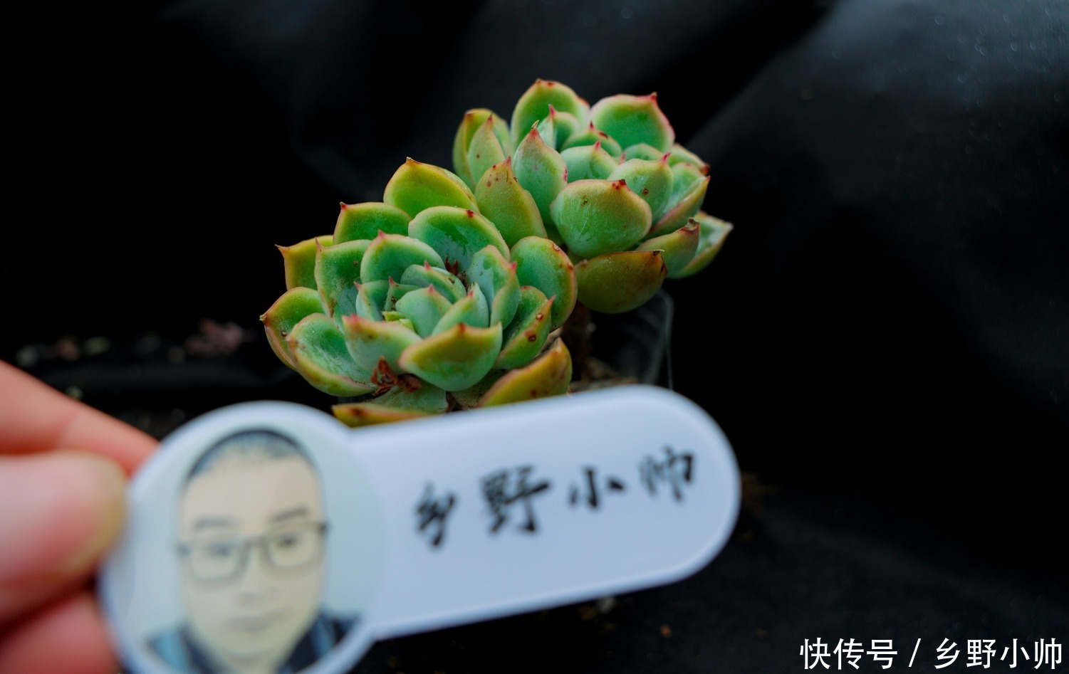 小帅|让小帅告诉你,小苗这样养,小苗健康又漂亮