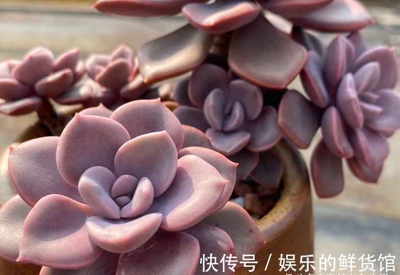 夏季|这8款多肉本身不容易褪色，秋天太阳稍稍晒一下还能变得更美