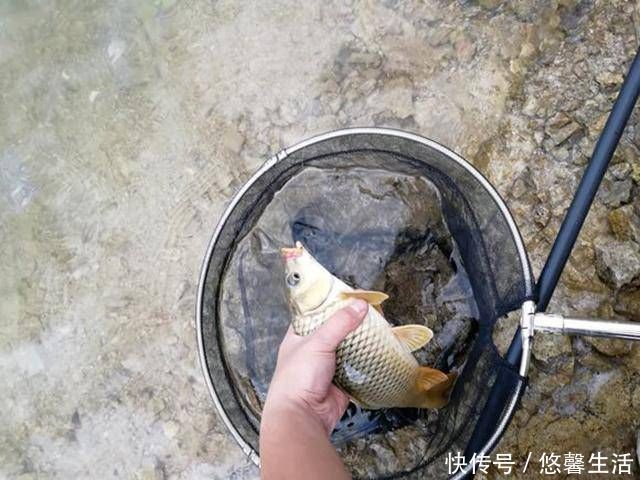 自制|玉米这样泡最适合在水库钓鱼啦半个小时喜获斤鲫和鲤鱼