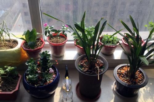 怎么让浇花效果事半功倍？掌握3个小窍门，黄叶烂根问题少很多