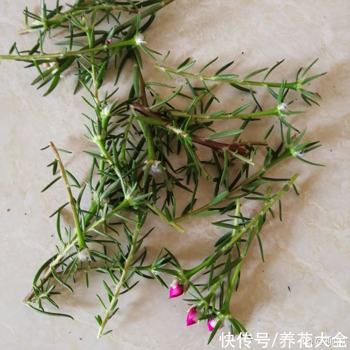 狗牙根|秋天扦插5种花，呼呼冒出“狗牙根”，明年春天就开花