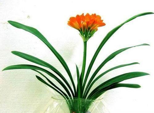 水培|君子兰别用土培了,烂根太严重,就用它养,再也不烂根!