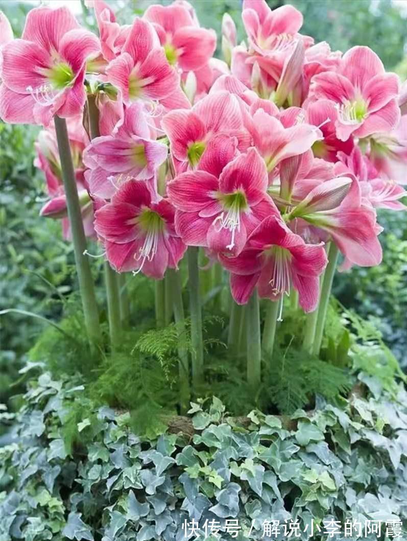 富贵|适合客厅养的5种漂亮花,喜庆大气又吉祥,幸福感满满