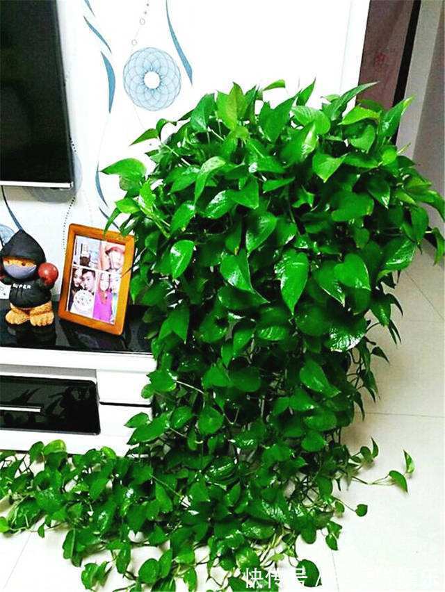 花生|养绿萝,花盆埋上一勺“它”,半年不管它,叶子巴掌大,养出60盆