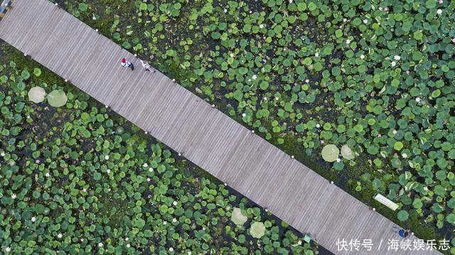 中年|微山湖为何成了“香饽饽”两省三市都“虎视眈眈”?微山湖游记