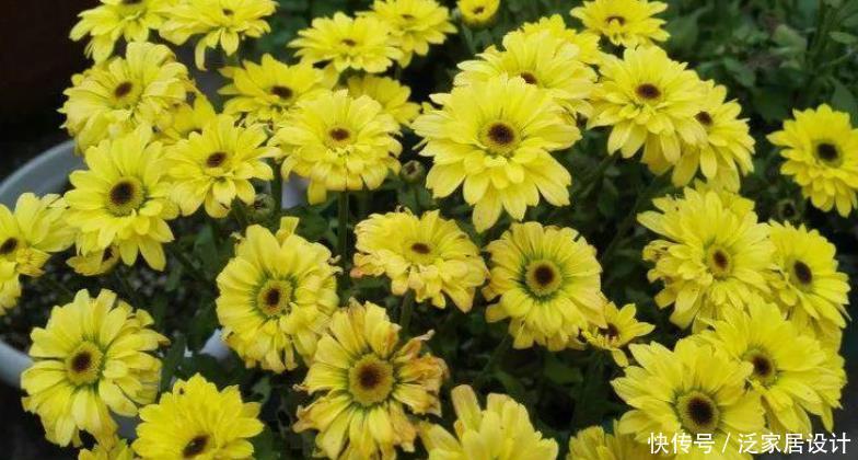 花朵|夏季养夏菊，打理简单，植株抗晒喜旱，天热花开不断