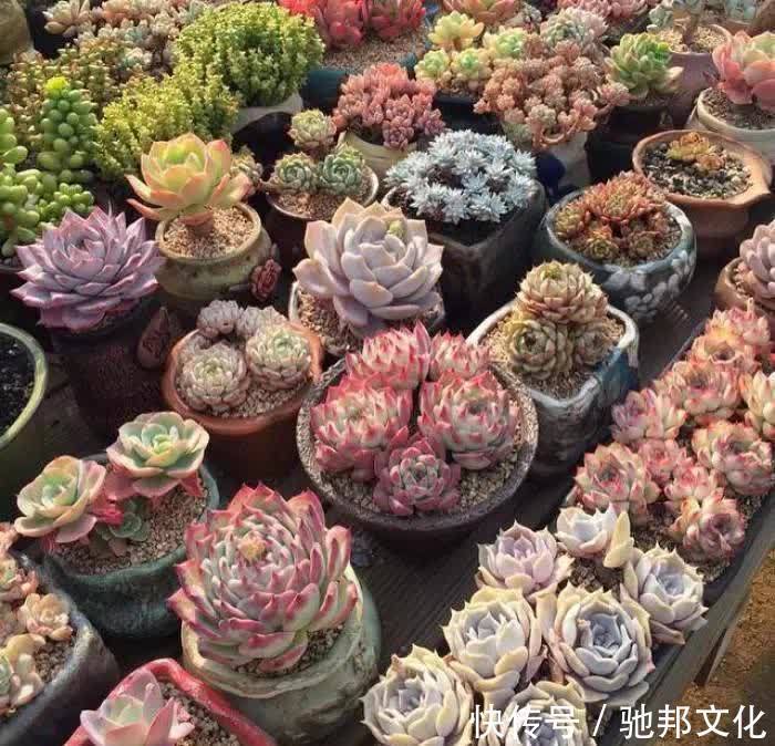 多肉要“安全”度夏,春天下功夫,养到膘肥体满,抗性好,不会挂