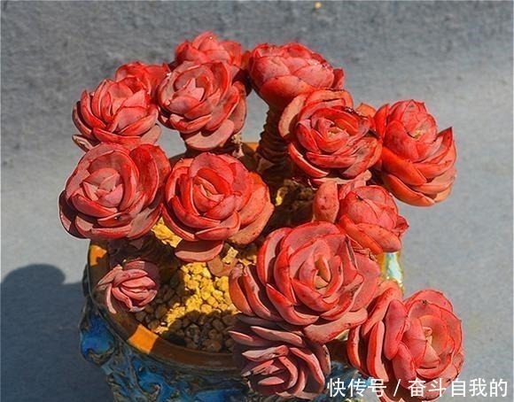 多肉|比“玫瑰”还漂亮,养成老桩就是一束手捧花,难怪有人养了几十盆!