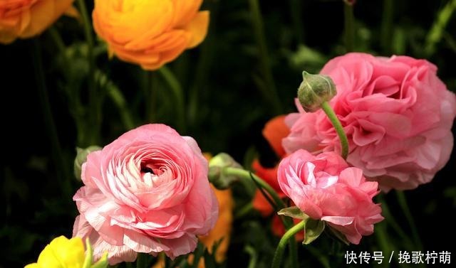 养花上瘾的人都有这六个症状,我就中了其中三个,你呢!