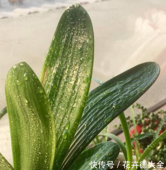 家里养君子兰,一个施肥小技巧,叶片长得又厚又大,花开得非常多