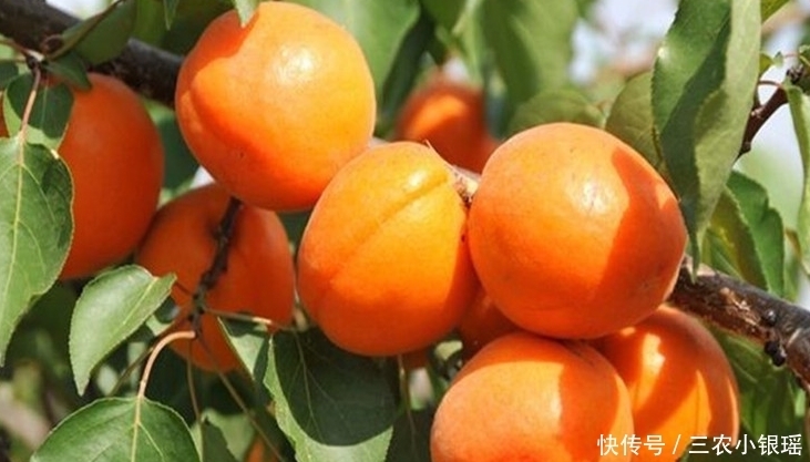 杏子生津止渴、润肺化痰,农民只需做好四点,