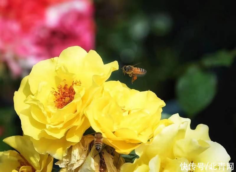 北京月季文化节下周开幕 全市11大展区等您来
