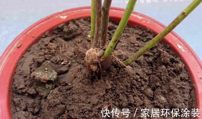 浇灌|不同程度的花土板结情况该怎么解决?