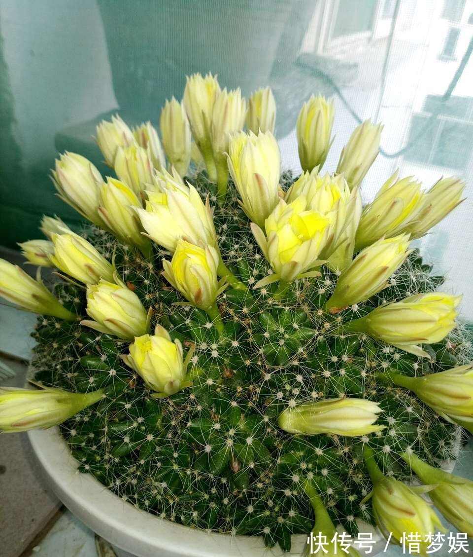 浇灌|园艺师教你,给“仙人球”把水浇对了,蹭蹭冒小球,开花100朵