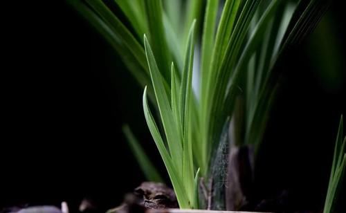 兰花浇水有配方吗？碱性水质怎么办？两招可以解决问题