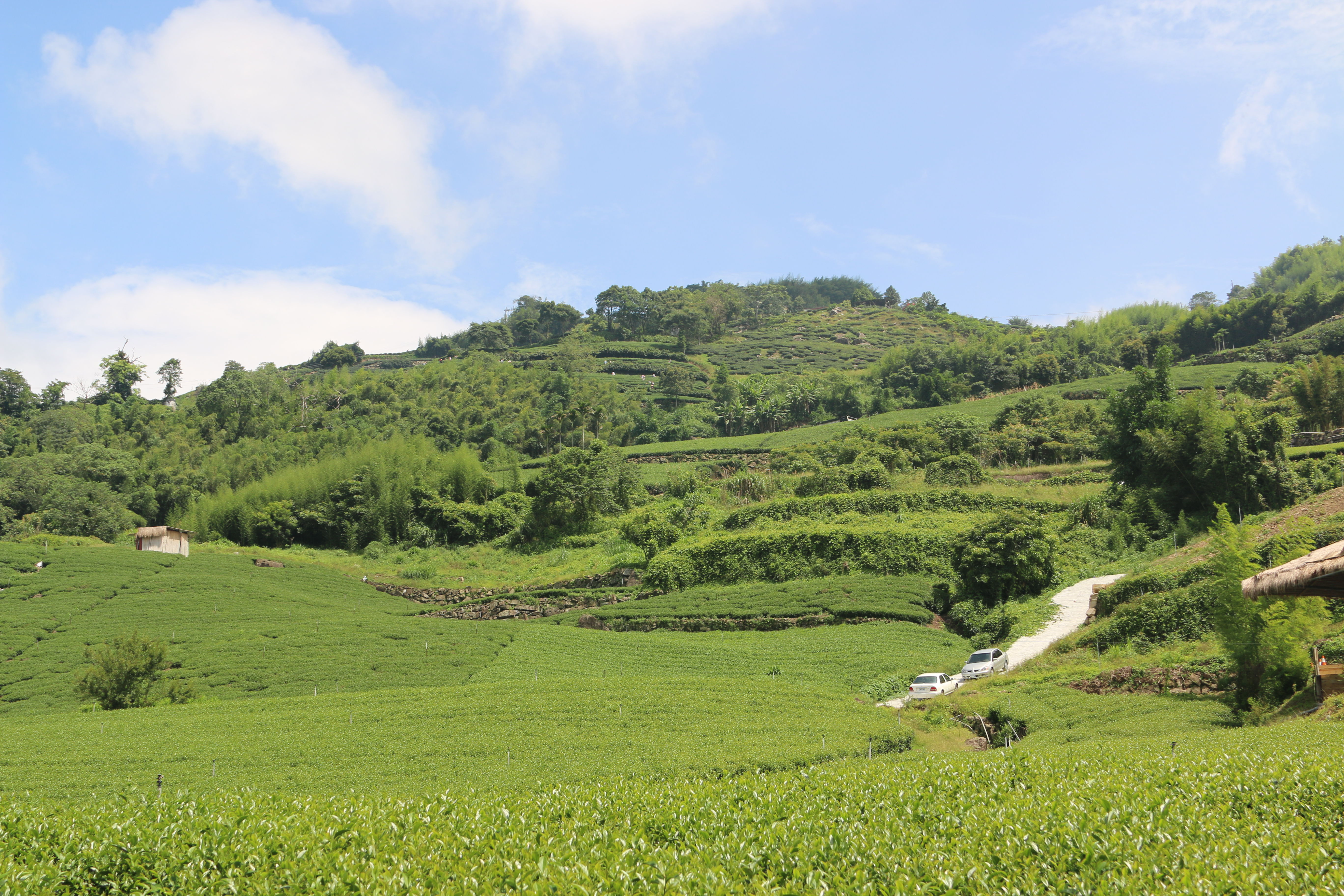 中年|【台湾行19】中国台湾省嘉义县阿里山景区{二}