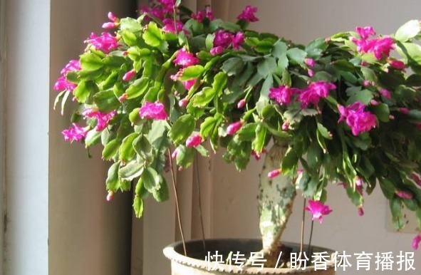 3月前后天气渐暖,养这几样植物,舍得撸叶子摘顶才能开花越漂亮