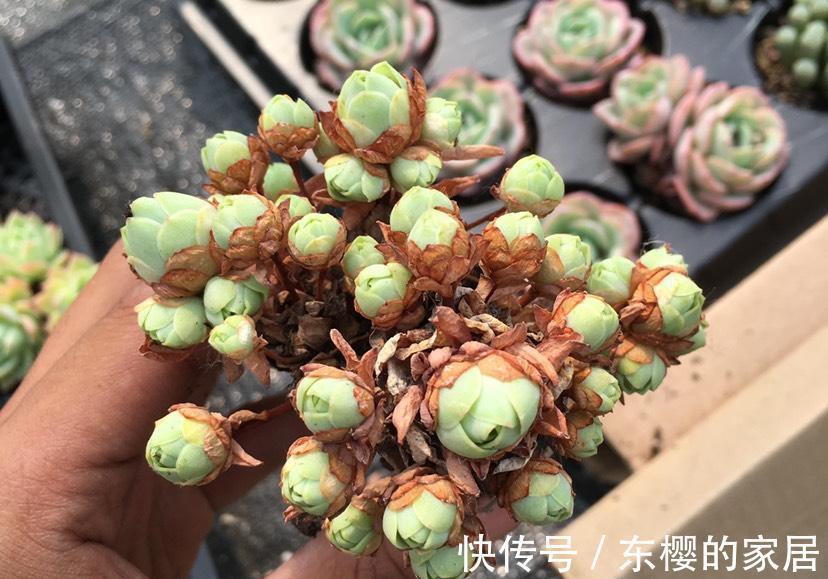 夏天|张大哥养肉10多年，总结出4个“耐热品种”，肉迷都喜欢