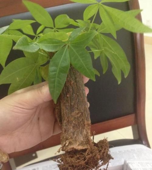 横切面|发财树烂根了怎么办?用小方法来试试,半月就生根