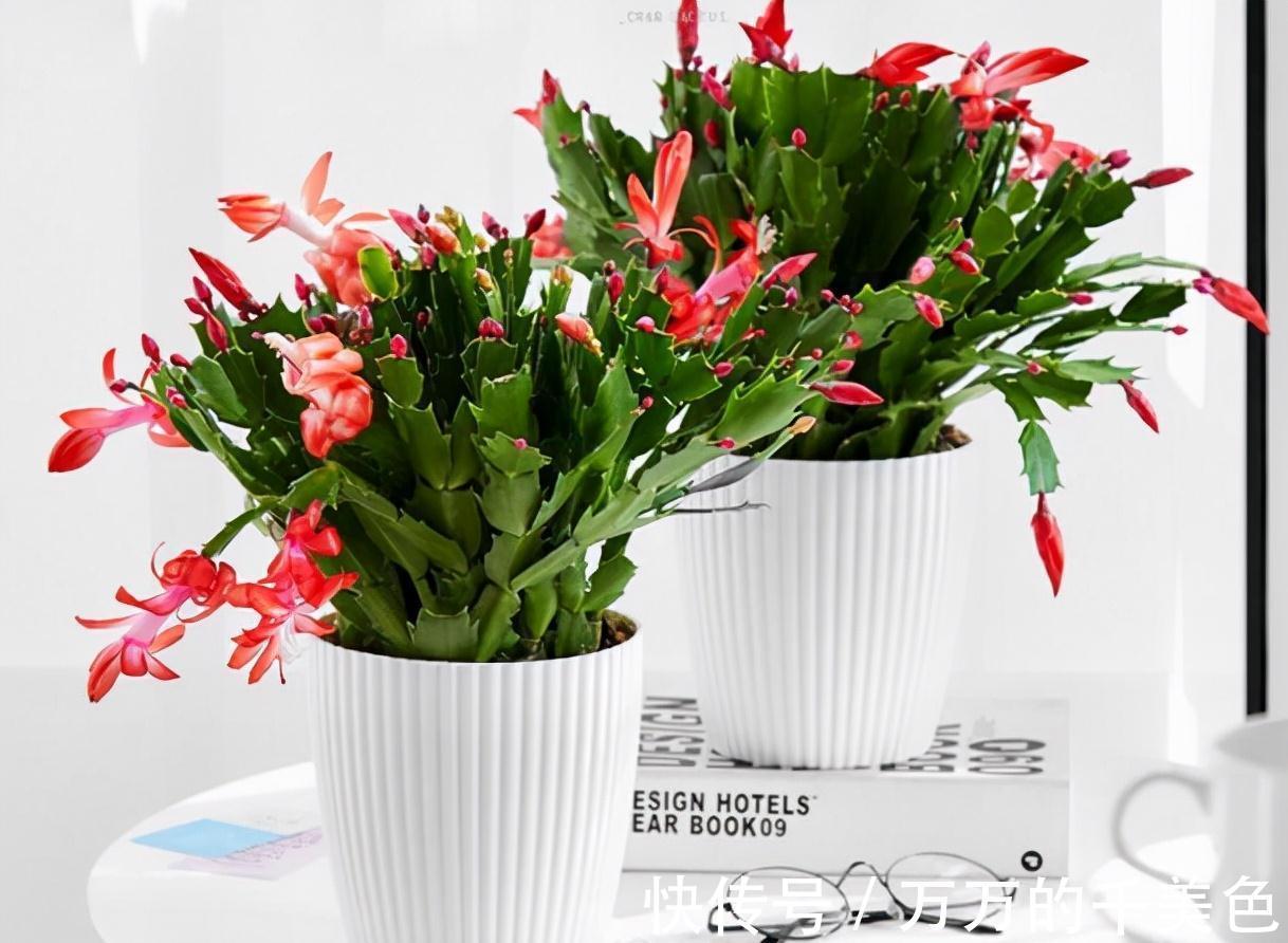 容易因多浇水而死的“10种花”,想要养好,管住手,少浇水