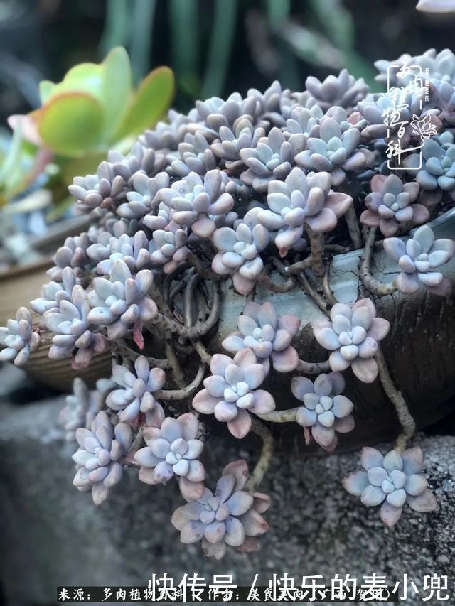 多肉，一位来自神奇大自然的良师益友！