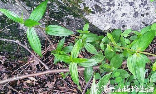 生肌藤|根茎酷似人参,人称“吸脓草”,拔脓效果极佳,炖汤喝身体棒