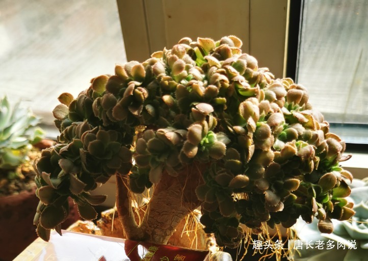 多肉植物|多肉植物法师缀化怎么砍头砍头以后要晾几天才能上盆栽种