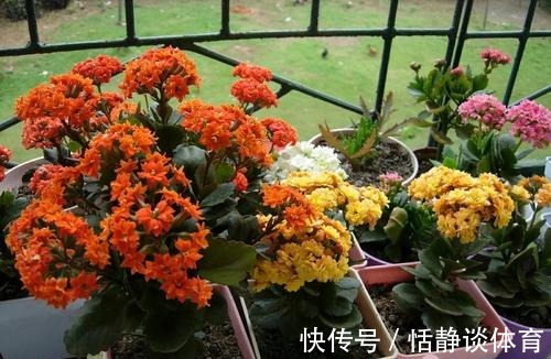 寓意吉祥的“五种花”,好养又吉祥,是打造高端家居的不二选择